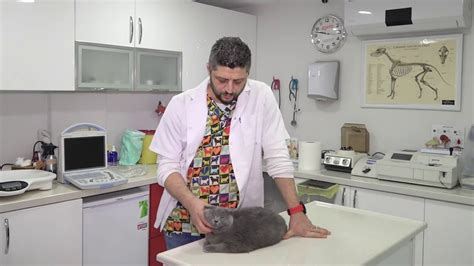 erkek kedi kısırlaştırması nasıl olur